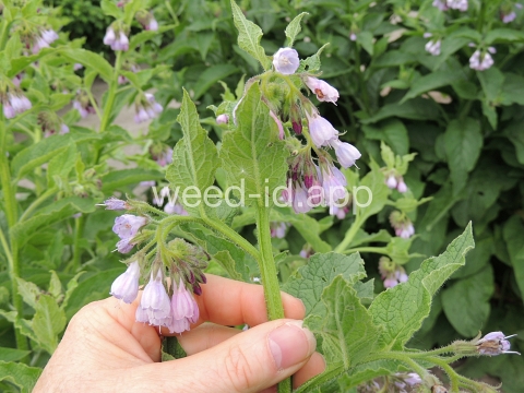 comfrey, common